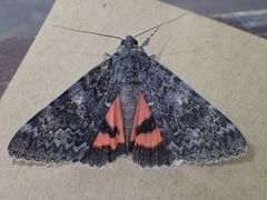 Catocala californica