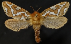 Gazoryctra hyperboreus