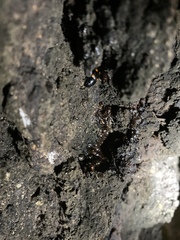 Glischrochilus obtusus