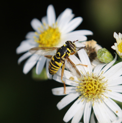 Spilomyia interrupta