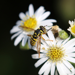 Spilomyia interrupta