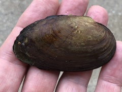 Venustaconcha ellipsiformis