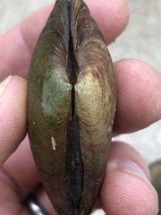 Venustaconcha ellipsiformis