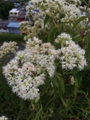 Austroeupatorium inulifolium