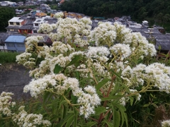 Austroeupatorium inulifolium