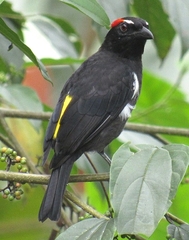 Heterospingus xanthopygius