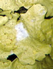 Flavoparmelia haysomii