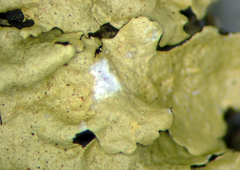 Flavoparmelia haysomii