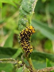 Stiria
