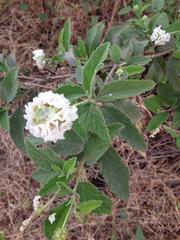 Varronia macrocephala