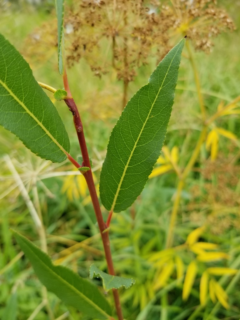 Cordatae