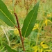 Salix famelica - Photo (c) Blake Weis, alguns direitos reservados (CC BY-NC), uploaded by Blake Weis