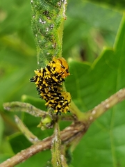 Stiria
