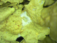 Flavoparmelia haysomii