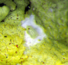 Flavoparmelia haysomii