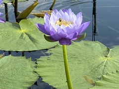 Nymphaea elegans
