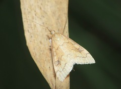 Udea profundalis