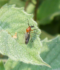 Dilophus occipitalis