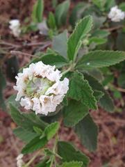 Varronia macrocephala