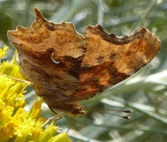 Polygonia satyrus satyrus
