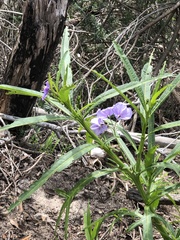 Solanum vescum