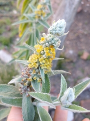 Buddleja stachyoides