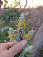 Buddleja stachyoides