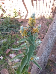 Buddleja stachyoides