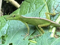 Anolis gemmosus