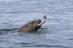 Merluccius productus