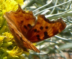 Polygonia satyrus satyrus