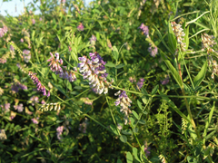 Vicia amurensis