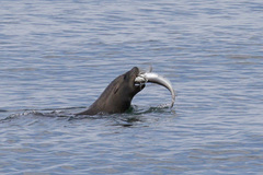 Merluccius productus