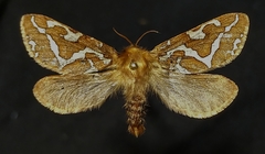 Gazoryctra hyperboreus