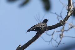 Purple-Throated Fruitcrow photo 3