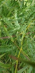 Acacia implexa