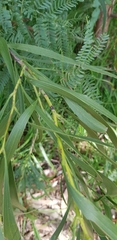 Acacia implexa