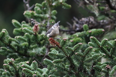 Lophophanes dichrous