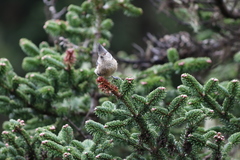 Lophophanes dichrous