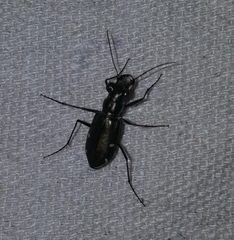 Eunota severa