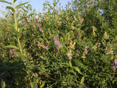Vicia amurensis