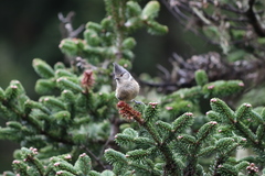 Lophophanes dichrous