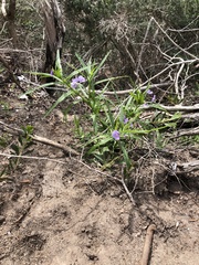 Solanum vescum