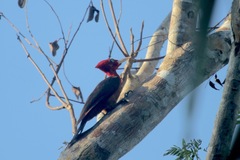 Campephilus rubricollis