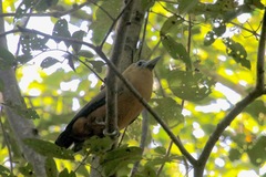 Perissocephalus tricolor