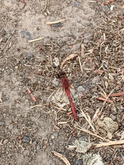 Sympetrum costiferum