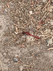 Sympetrum costiferum