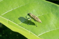 Halecia