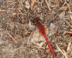 Sympetrum costiferum