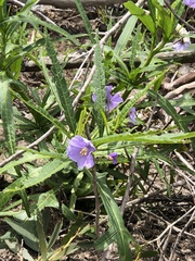 Solanum vescum